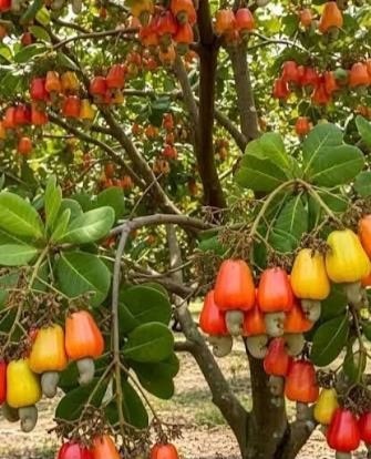 Tropical Fresh Fruit-Cashew Nut Fruit